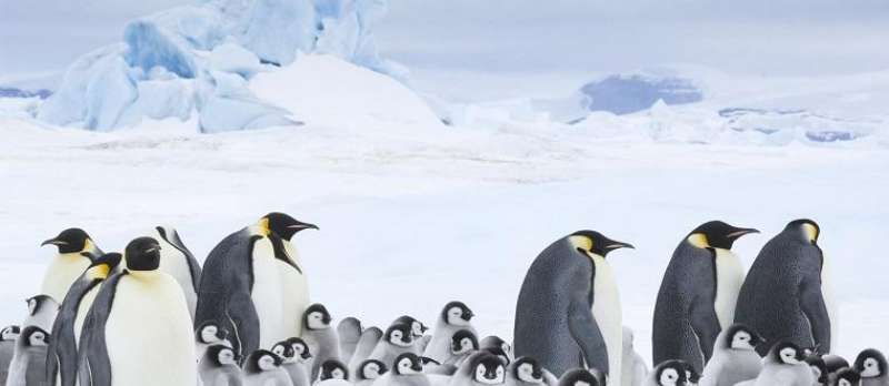 Die Reise der Pinguine 2 von Luc Jacquet