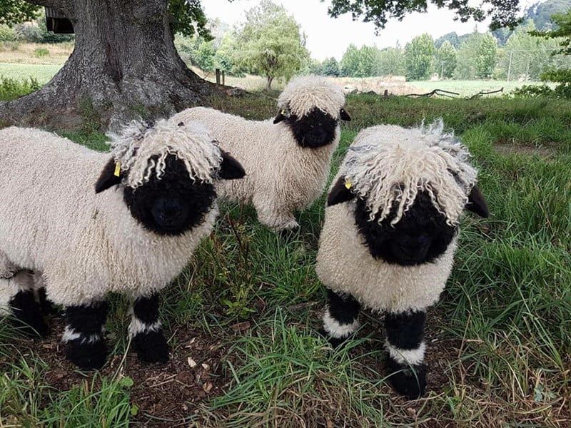 blacknose-sheep-1.jpg.optimal.jpg
