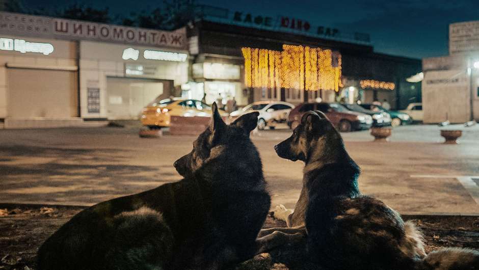 Bild zu Space Dogs von Elsa Kremser , Levin Peter