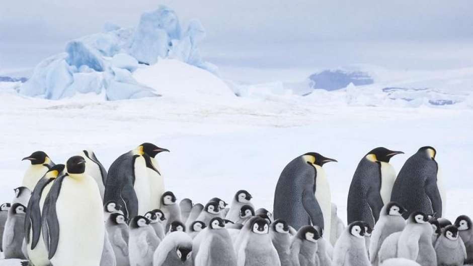 Die Reise der Pinguine 2 von Luc Jacquet
