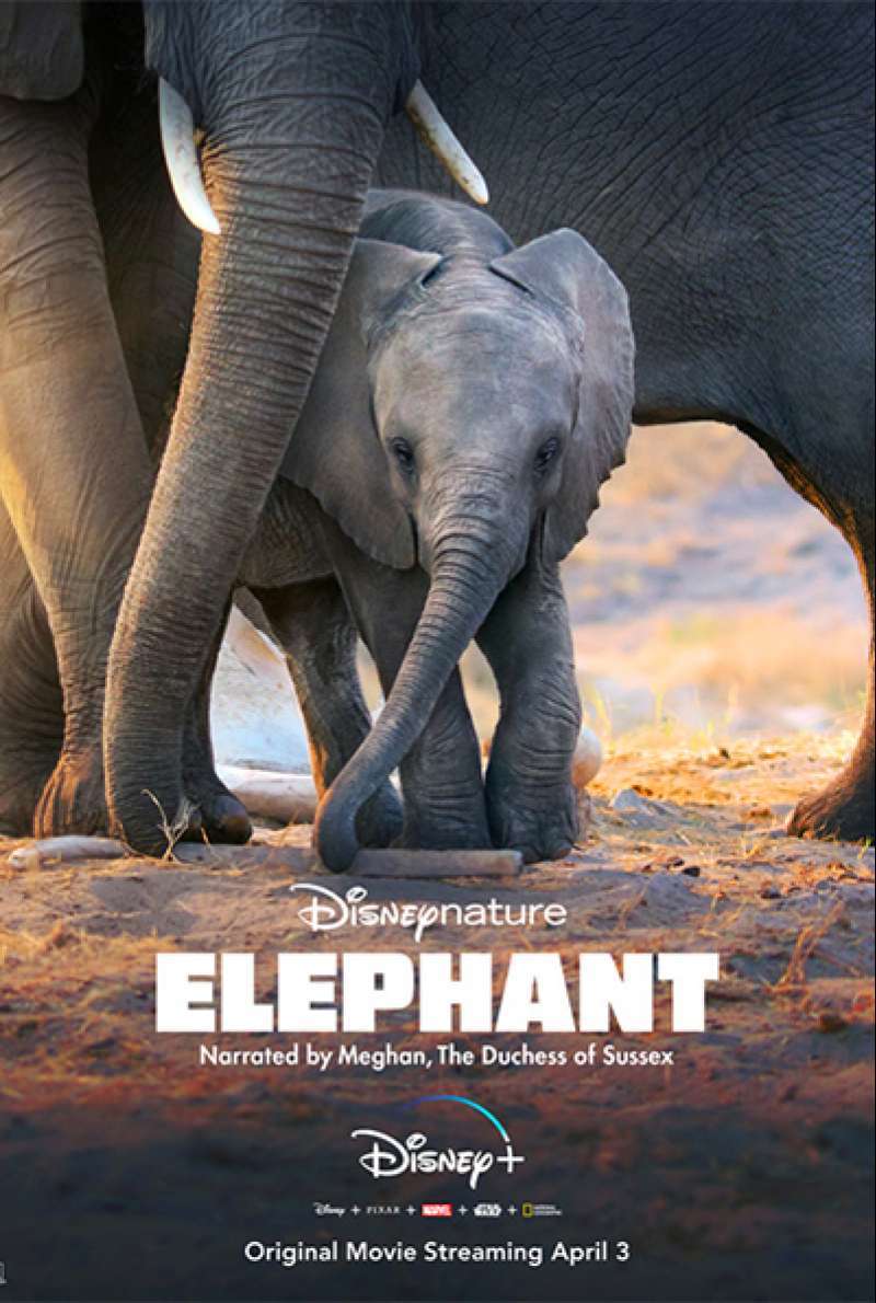 Filmstill zu Elephant (2020) von Mark Linfield, Vanessa Berlowitz