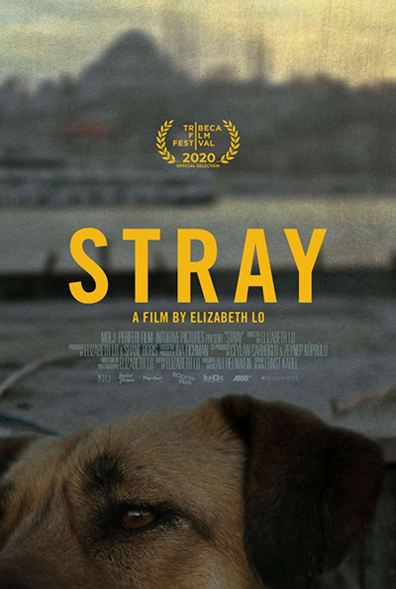 Filmstill zu Stray (2020) von Elizabeth Lo