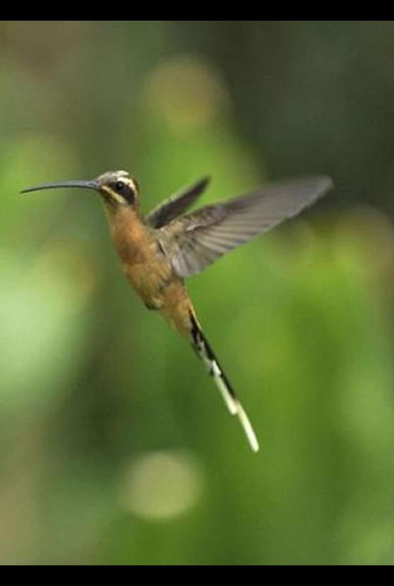 Kolibris - Leben am Limit von Paul Reddish 