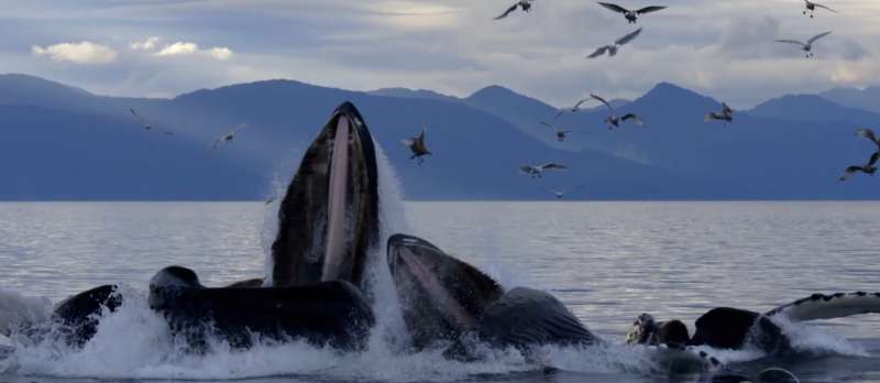 Still zu Die geheimnisvolle Welt der Wale (Dokuserie, 2021) von Brian Armstrong, Andy Mitchell