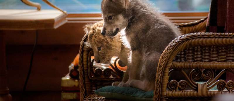Filmstill zu Der Wolf und der Löwe (2021) von Gilles de Maistre