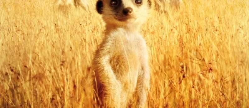 Wächter der Wüste / The Meerkats von James Honeyborne