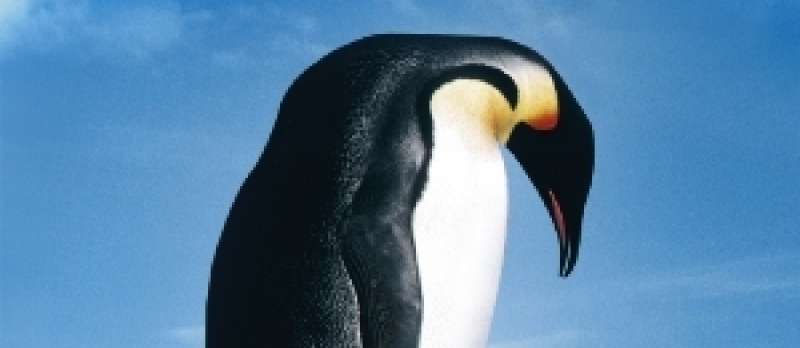 Die Reise der Pinguine - DVD-Cover
