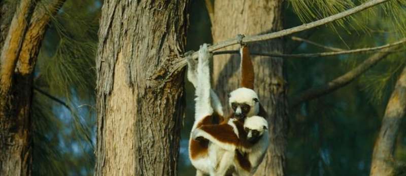 Insel der Lemuren - Madagascar 3D von David Douglas